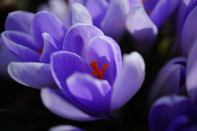 Purple crocus flowers reveal bright orange stamens and delicate violet petals in a sharp macro close-up view.
