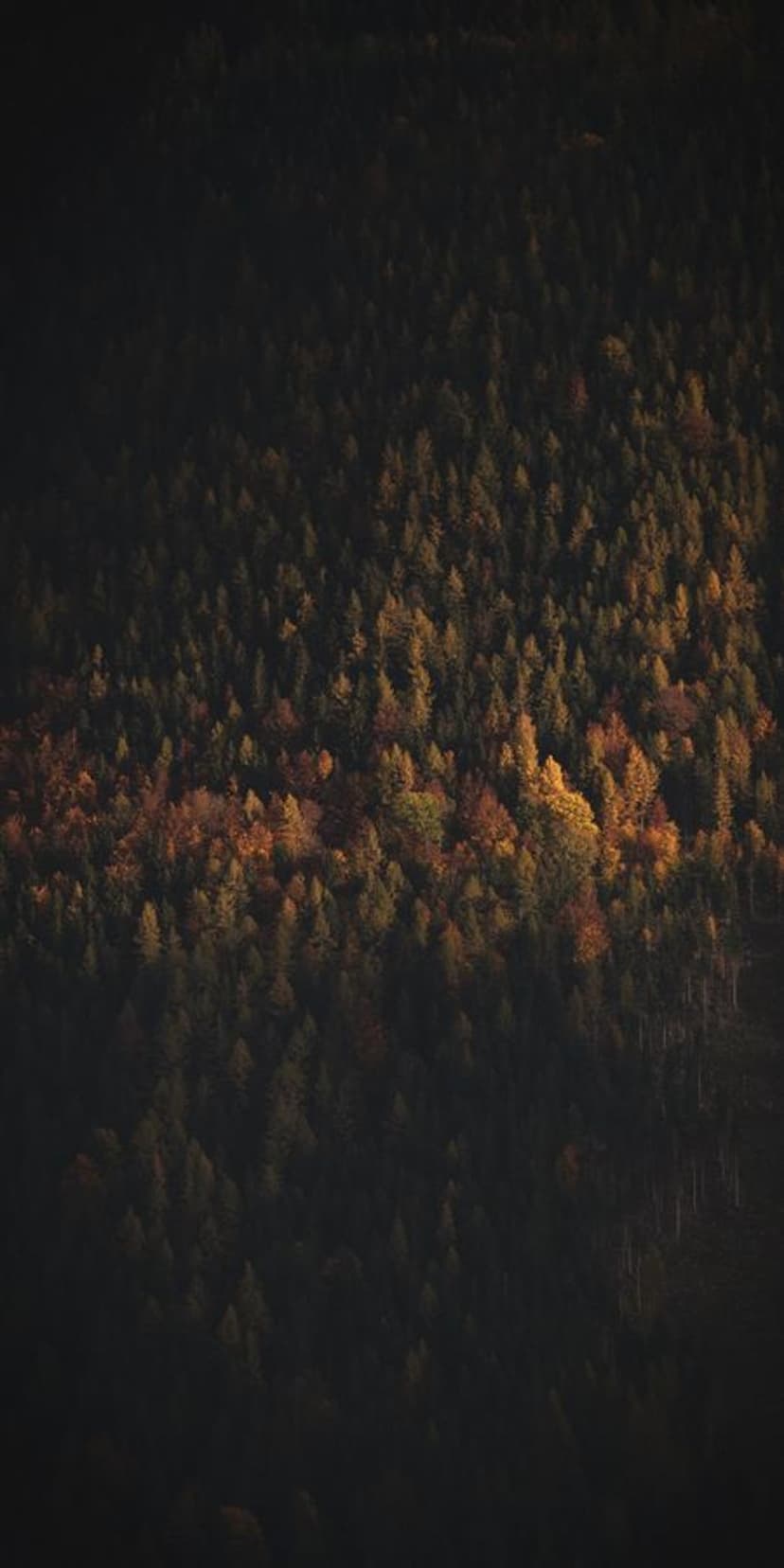 Vibrant orange and yellow autumn leaves glowing amidst a dense canopy of dark green forest trees in vertical view.