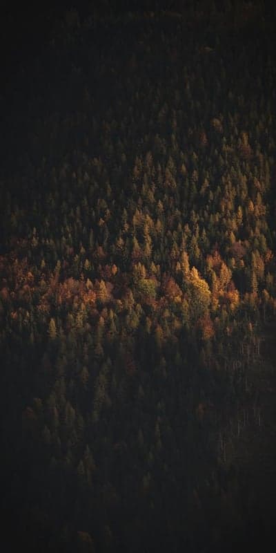 Autumn Glow - A Forest's Shifting Hues
