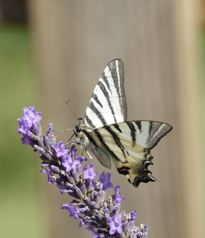 Swallowtail butterfly with striped wings feeds on purple lavender sprigs in a macro shot with a blurred background.