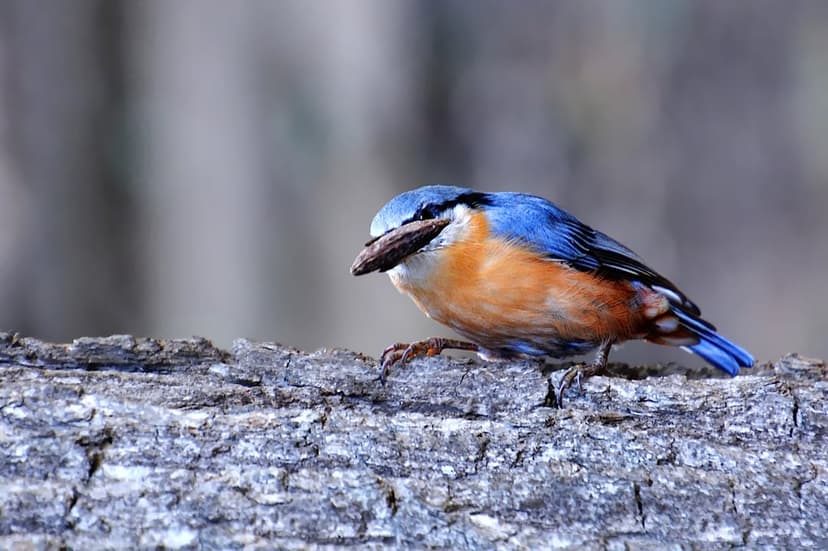 Eurasian Nuthatch bird with a blue back and orange belly grips a seed while clinging to vertical tree bark.