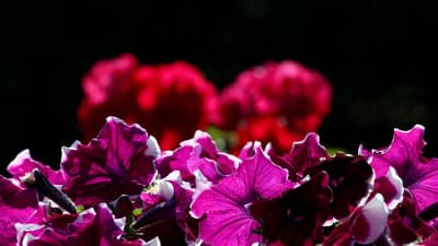 Sunlit Purple Petunia Blossom Mobile Phone Wallpaper