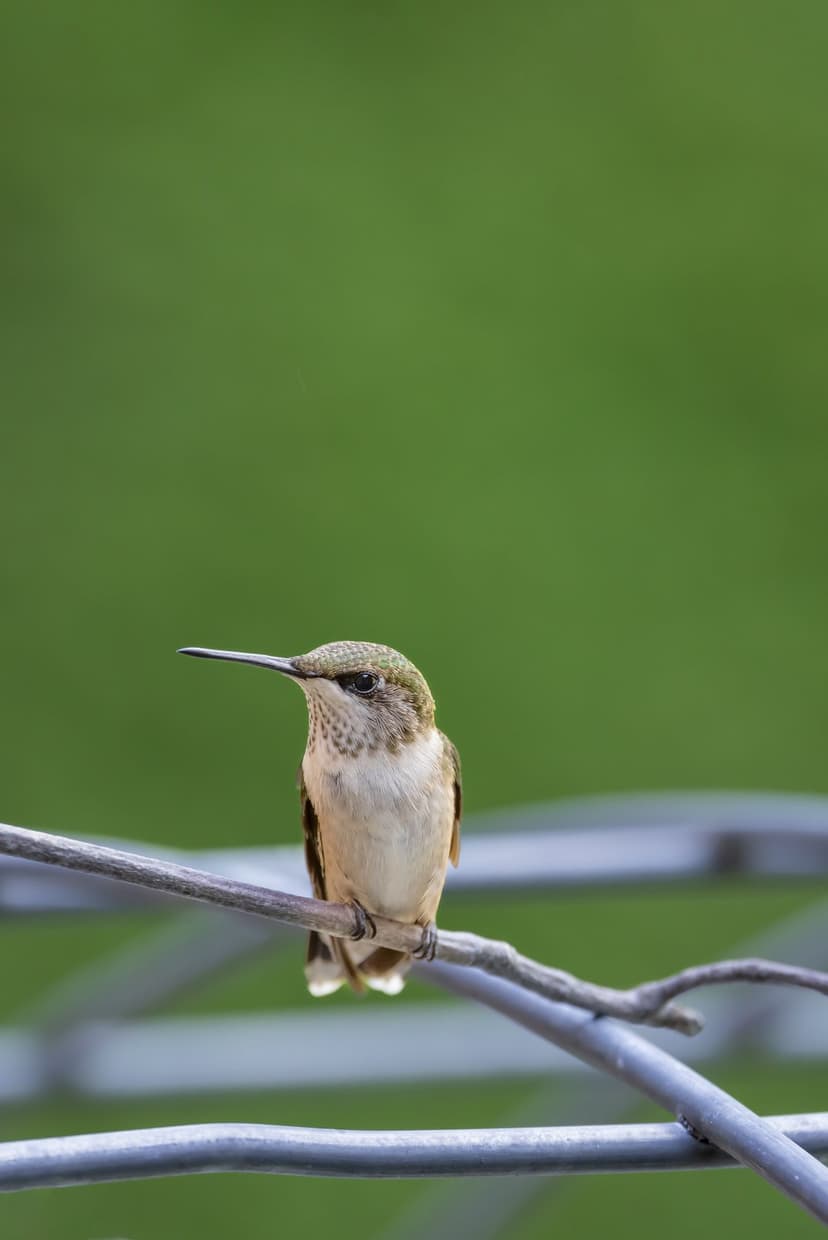 Hummingbird with speckled green feathers perches on a thin wire against a soft blurred foliage backdrop.