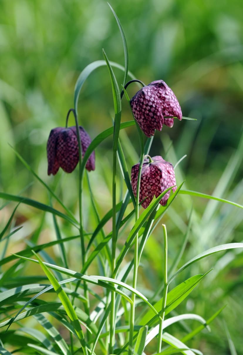 Three purple checkered fritillary flowers hanging downward in green grass with a soft-focus meadow background.