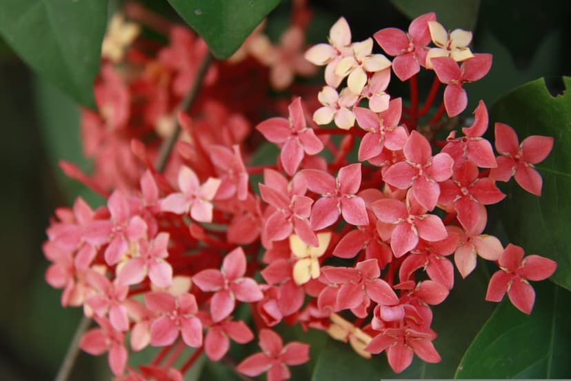 Pink Ixora flowers with star-shaped petals cluster tightly together against a soft green foliage background.