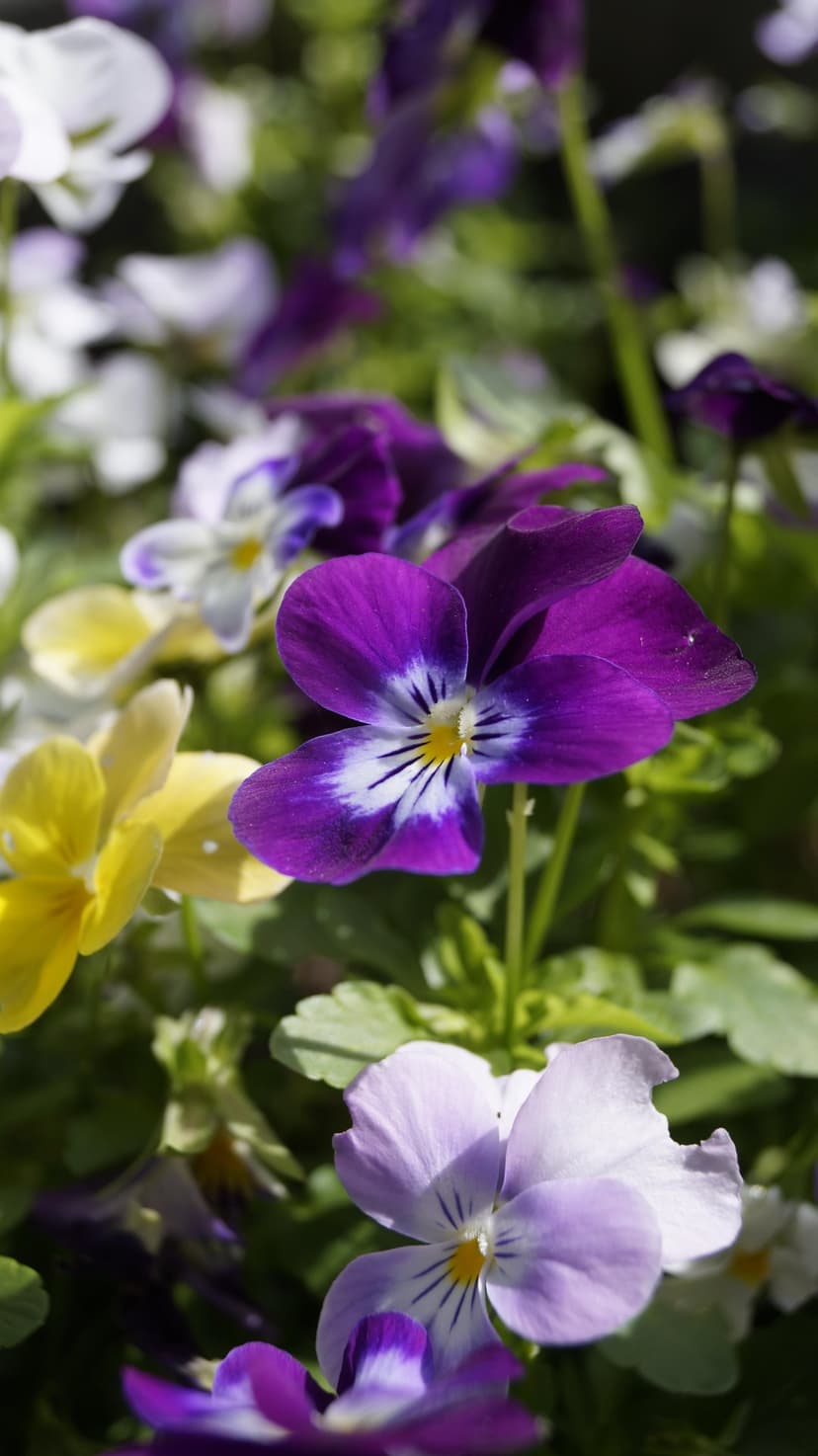 Purple pansy flowers with yellow centers bloom amidst green leaves in a vertical garden macro photograph.