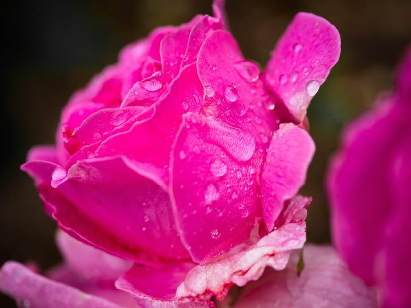 Pink rose petals with tiny clear water droplets against a dark blurred background in a macro floral portrait.
