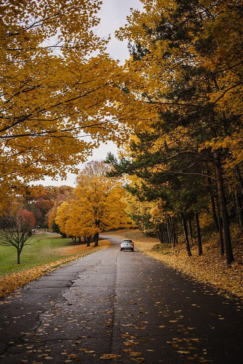 Dark car driving on a winding road through a forest of bright yellow autumn trees with fallen leaves on the ground.