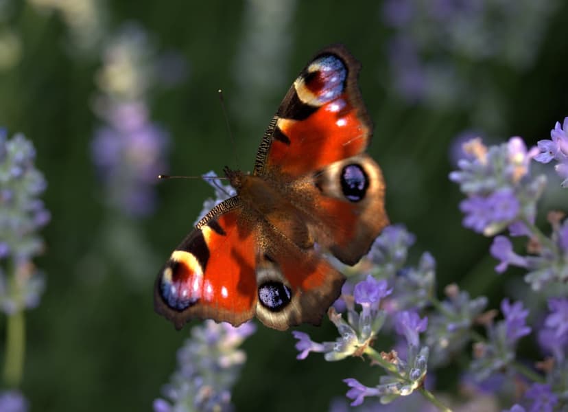 Peacock butterfly with blue eye-spots rests on purple lavender sprigs against a soft-focus garden background.