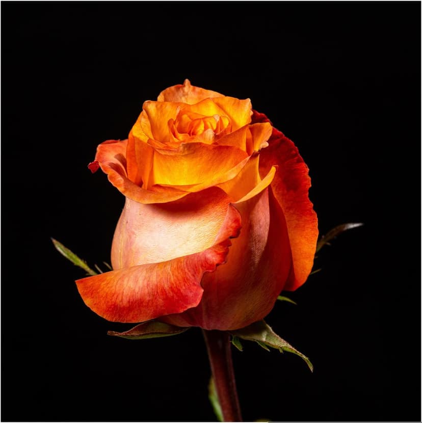 Orange and yellow rose bloom with velvet petals and red edges set against a solid black, minimalist background.