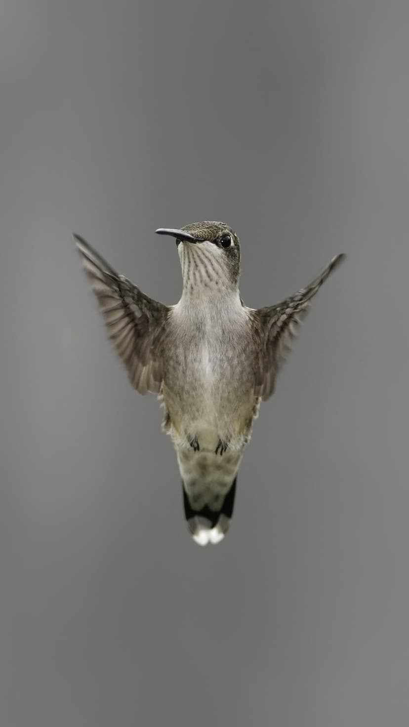 Hummingbird with outstretched wings hovers mid-air against a soft gray background in a detailed macro photography shot.
