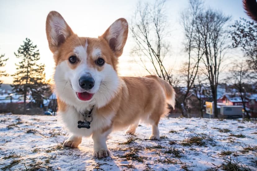 Pembroke Welsh Corgi with a bone tag stands in a snowy field during a vibrant golden hour winter sunset.