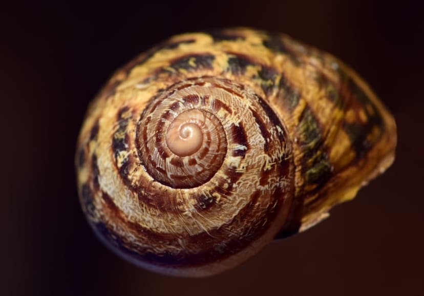 Snail shell spiral with brown and tan mottled textures shows intricate whorls and organic ridges in macro detail.