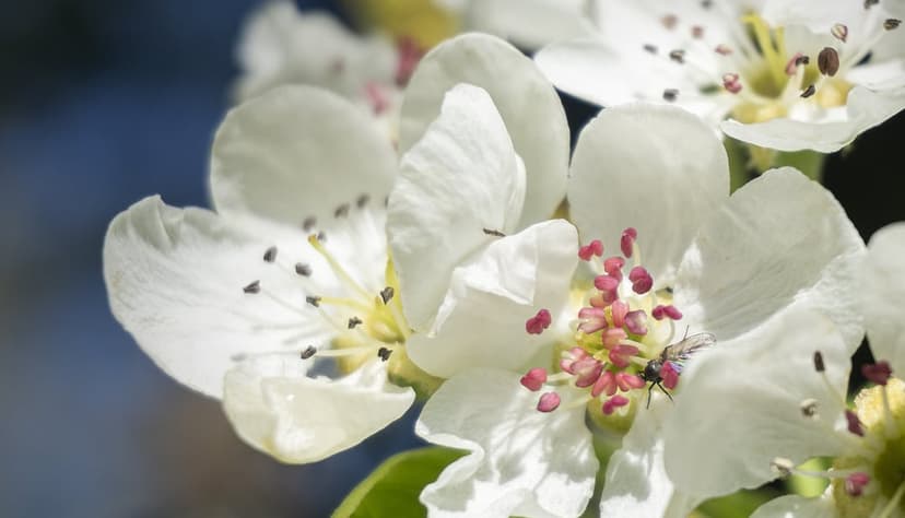 White pear blossoms with pink stamens and black anthers stand out against a blurred light blue background.