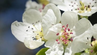 Close-up of delicate white pear blossoms in spring