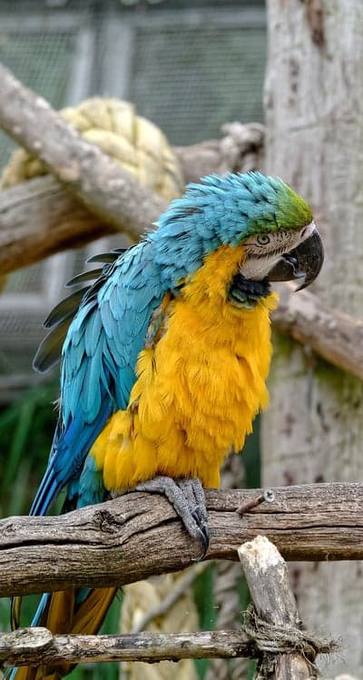 Vibrant Blue and Yellow Macaw Parrot Perched on Branch