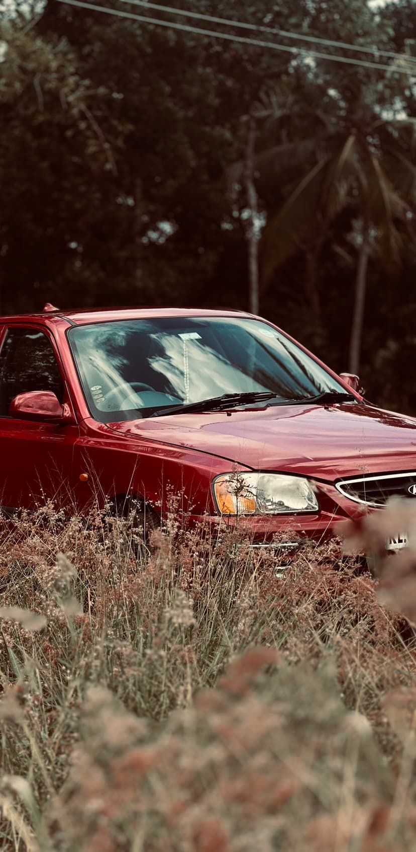 Red car partially buried in dense yellow grass and green trees under soft natural light in a rural field.