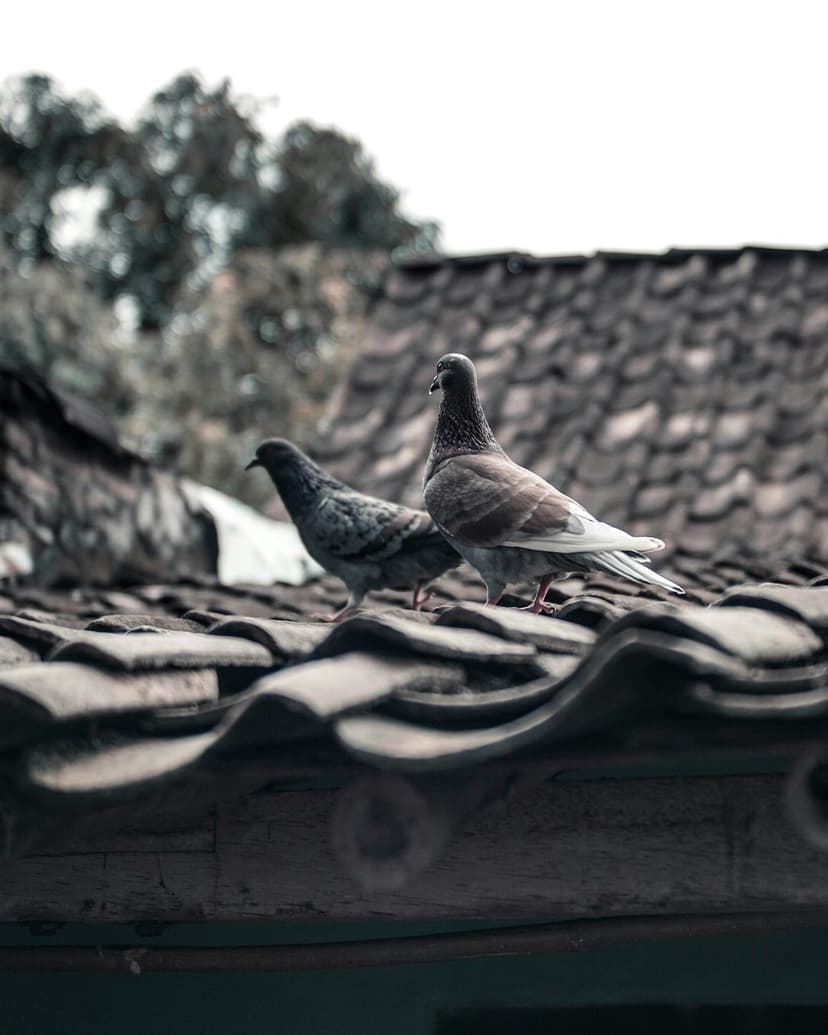 Two pigeons stand on a weathered tiled rooftop against a blurred background of trees and a bright, clear sky.