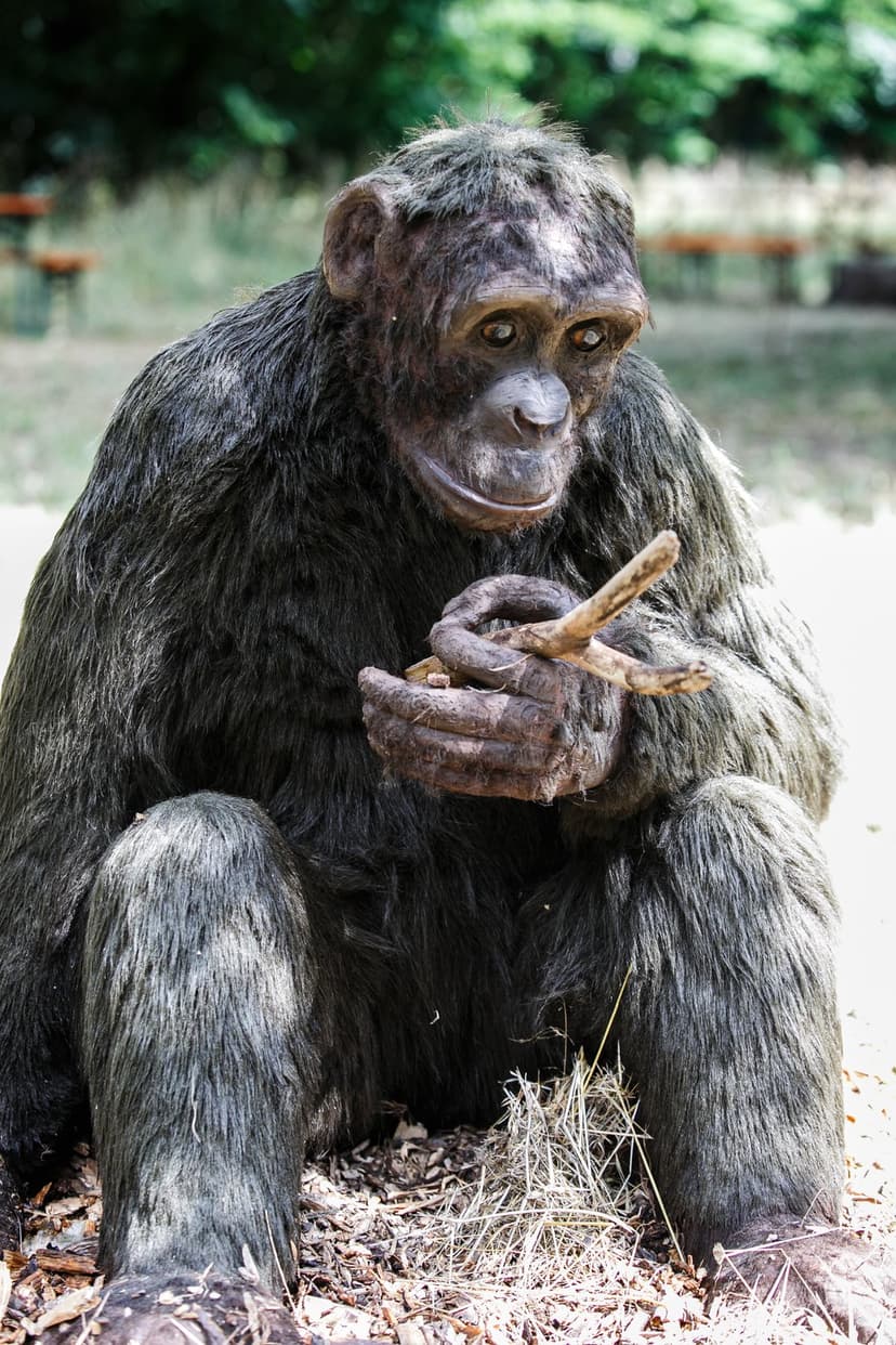 Chimpanzee with dark fur sits on the ground while holding a bundle of twigs with its fingers in a sunny park setting.