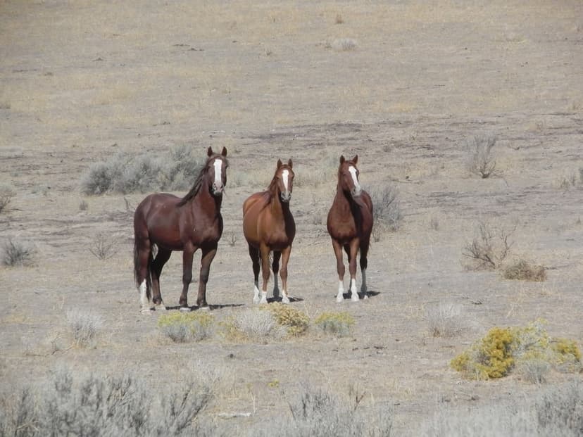 Three brown horses with white face markings stand together on a dry, grassy plain under a bright, cloudless sky.