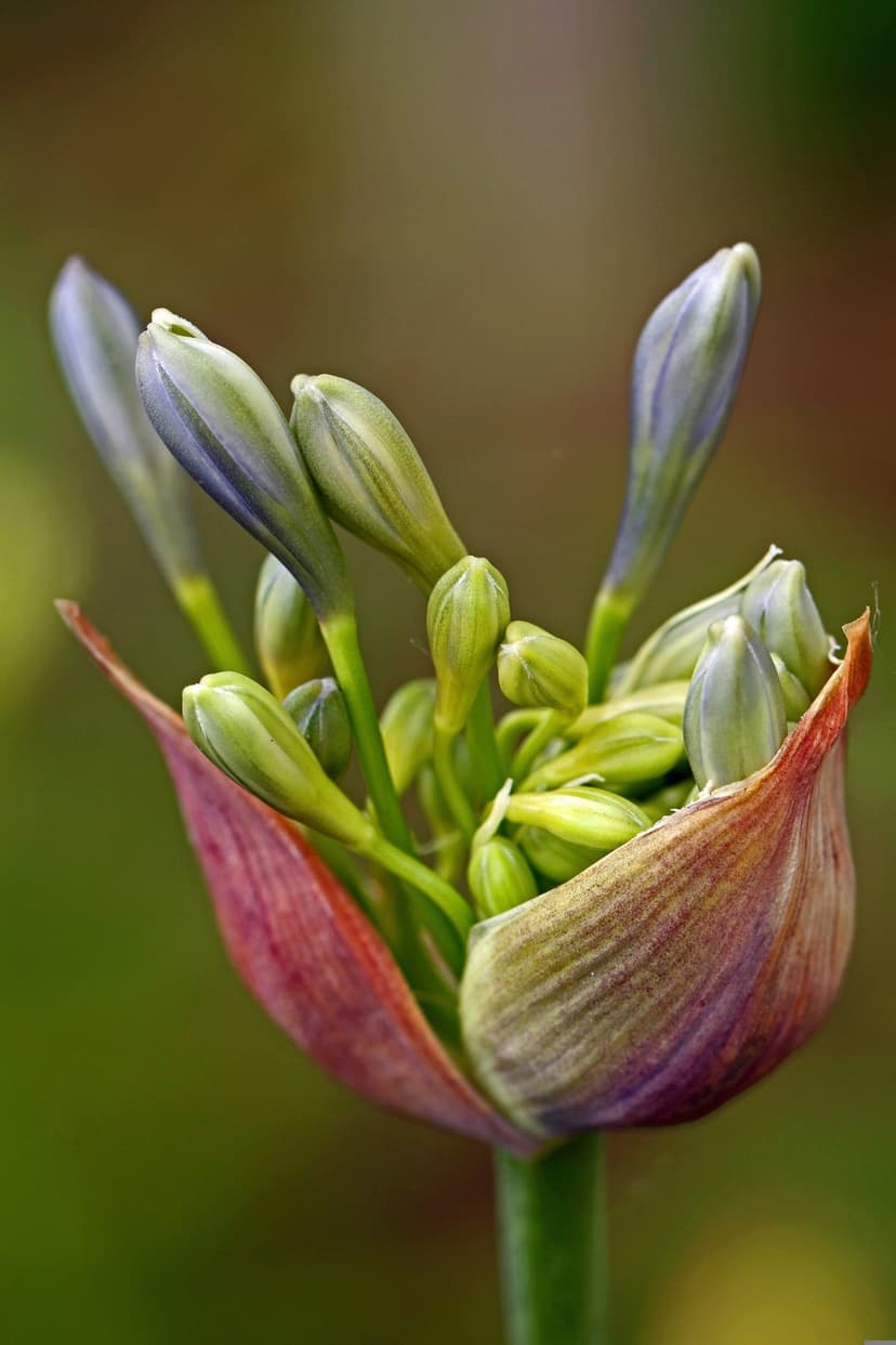 Agapanthus bud displays green sepals and violet petal tips against a soft-focus botanical garden background.