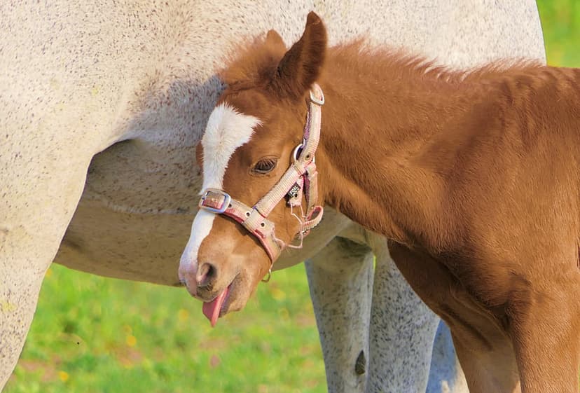 Brown foal with a white blaze sticking its tongue out while standing next to a dappled grey mare in a field.