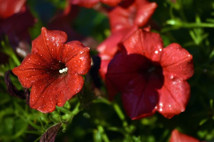 Crimson petunia petals covered in translucent water droplets glisten under bright, warm natural sunlight.