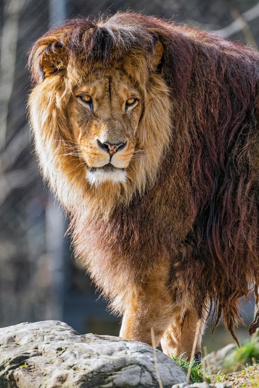 Male lion with a thick golden mane and intense yellow eyes stares forward against a blurred green background.