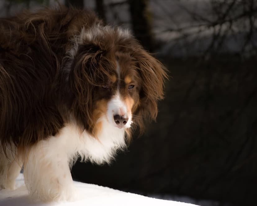 Australian Shepherd with brown and white fur stands in snow with a tilted head and expressive eyes in winter.