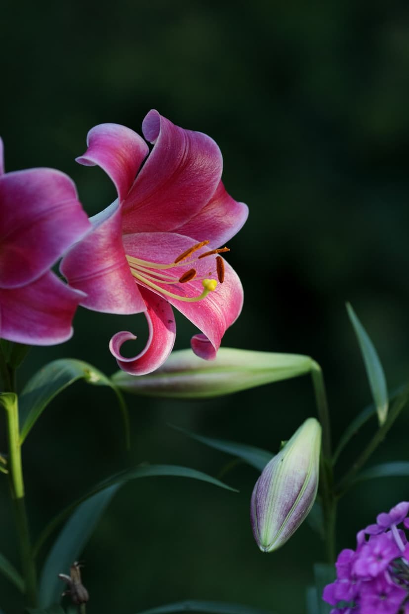 Pink lily flower in full bloom with visible stamens next to two closed buds against a dark green bokeh background.