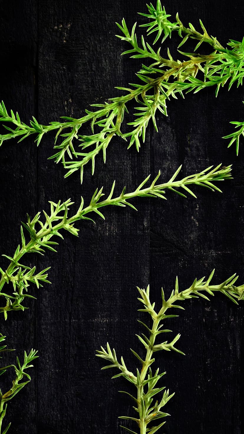 Rosemary sprigs with needle-like leaves rest on a dark, grain-heavy wooden surface in a vertical overhead shot.
