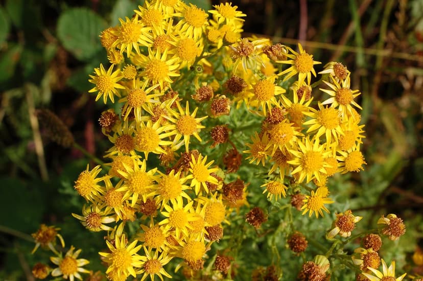 Yellow Ragwort flowers with star-shaped petals and brown centers glow in sunlight against a blurred meadow.