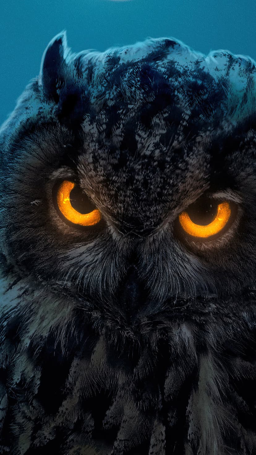 Luminous orange owl eyes and dark textured feathers emerge from a black background in a detailed close-up.