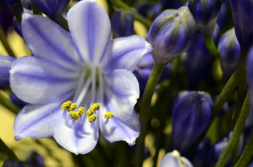 Purple Agapanthus flower with visible yellow stamens and green buds shown in a soft-focus macro close-up.