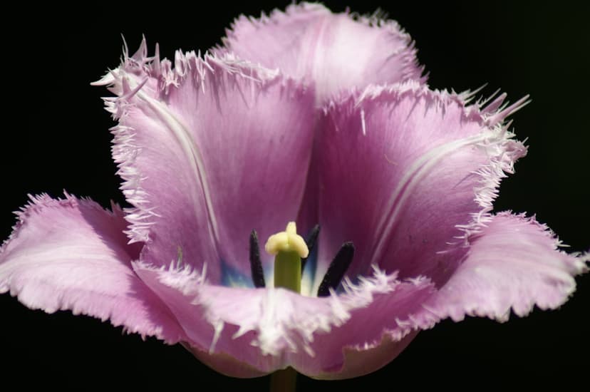 Purple fringed tulip with white edges showcases ruffled petals and a golden center against a dark background.