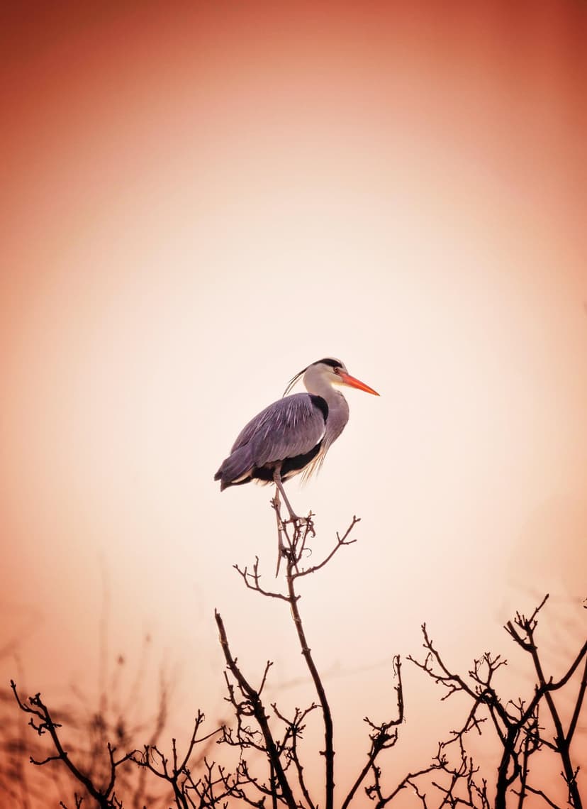 Grey heron bird rests on a thin tree branch silhouetted against a vibrant orange and golden sunset sky.