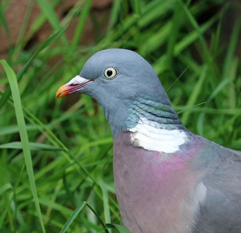 Wood pigeon head with a bright orange beak and iridescent neck feathers amidst soft-focus green grass blades.