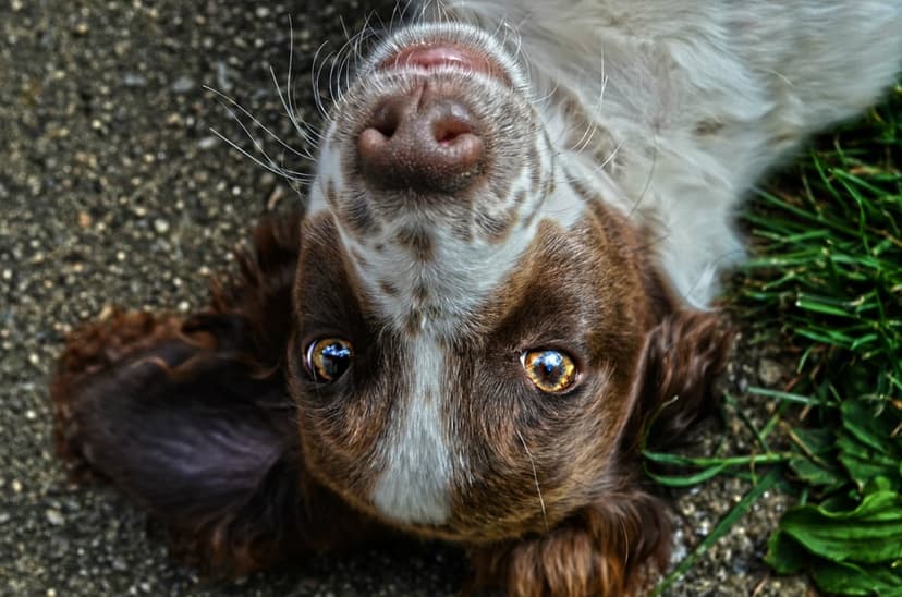 Brown and white puppy lying upside down on grass with large amber eyes and floppy ears in a close-up pet portrait.