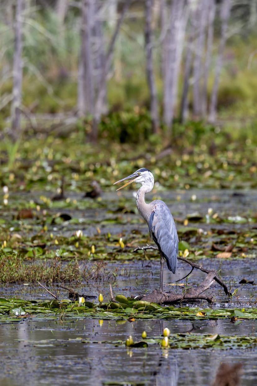Great Blue Heron perching on a fallen log in a swamp surrounded by floating green lily pads and yellow buds.