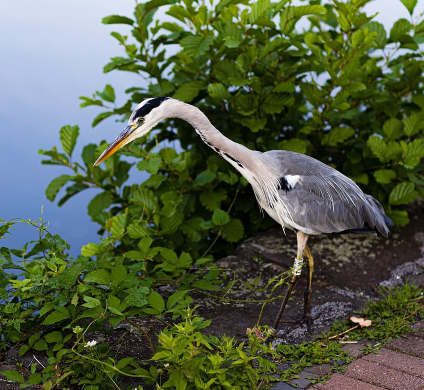 Grey heron with long beak and slate feathers stands on rocks near green plants and a still pond surface.