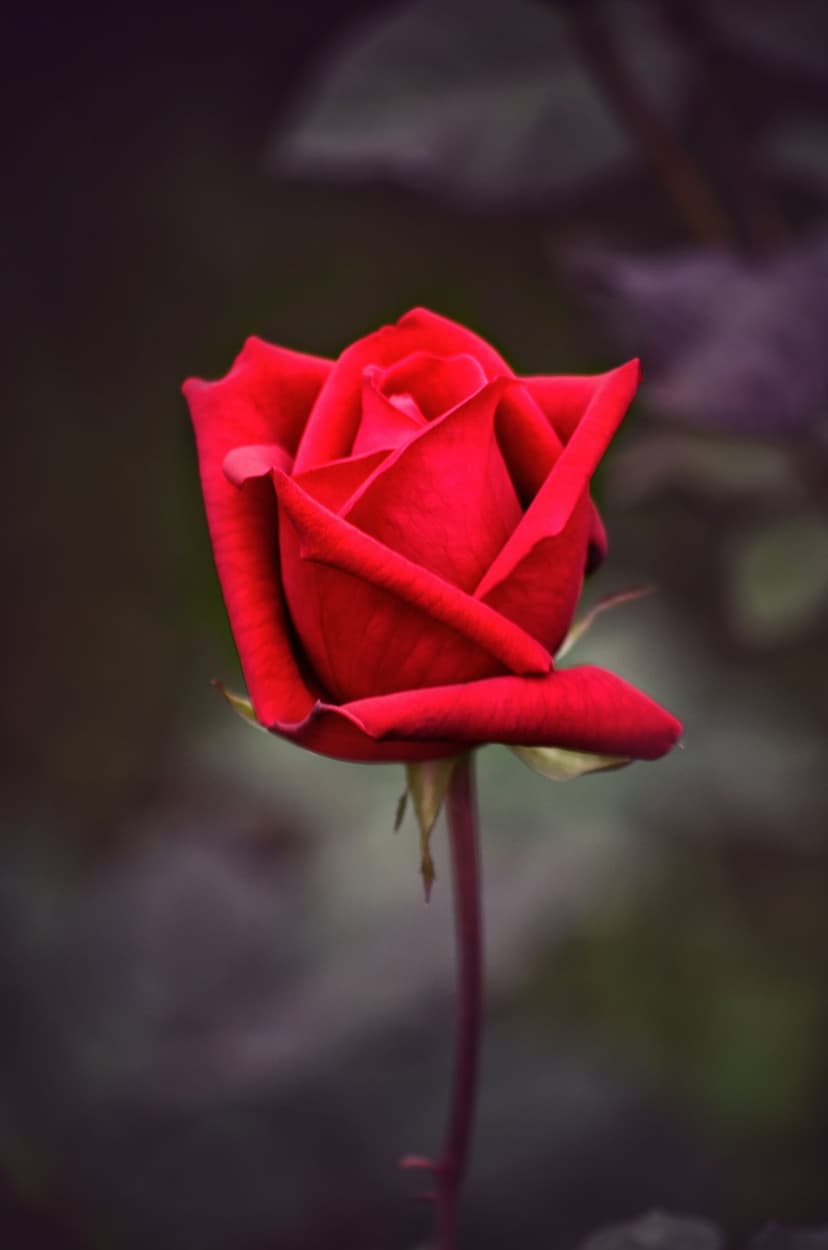 Crimson rosebud with velvet petals unfurling against a blurred dark green and purple bokeh background in macro.