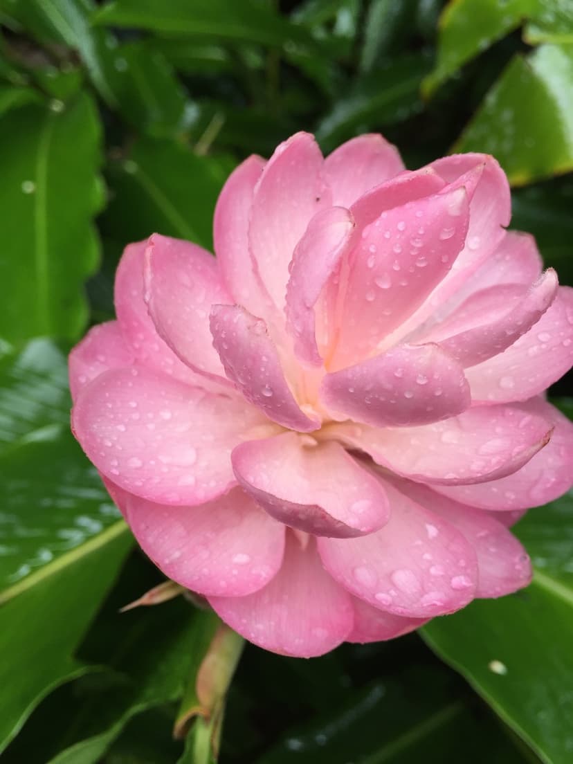 Pink ginger flower petals covered in glistening raindrops against a blurred green tropical leaf background.