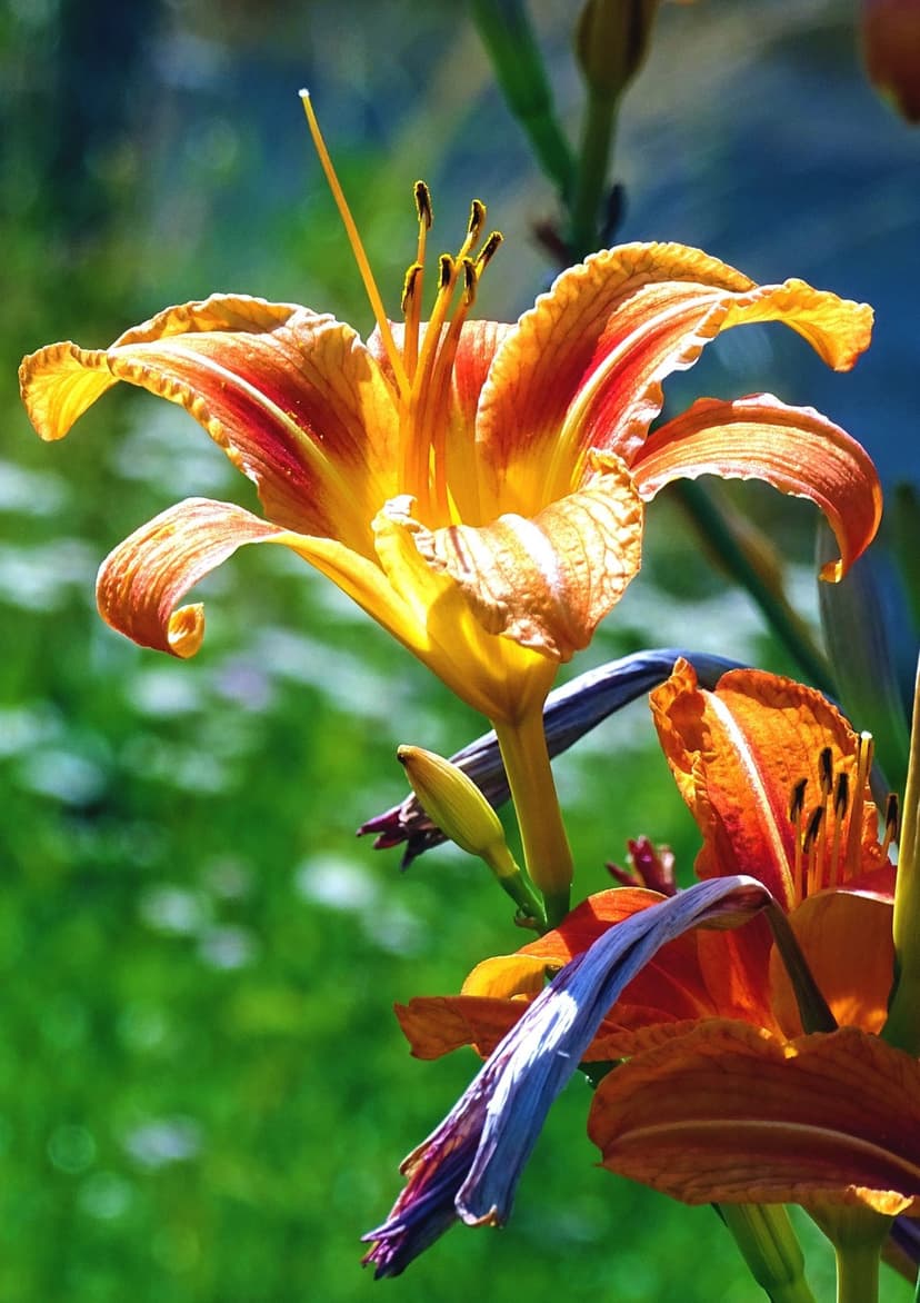 Orange daylily flower with yellow gradients and red stripes showcases prominent stamens against blurred greenery.