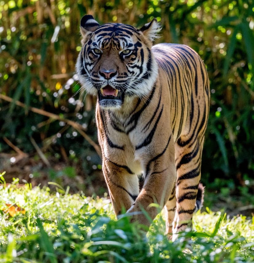 Sumatran tiger with orange fur and black stripes walks through tall green grass in dappled forest sunlight.