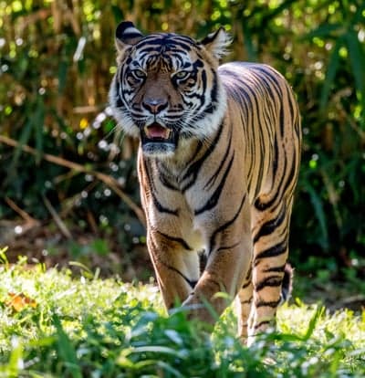 Majestic Tiger Walking Through Lush Green Grass