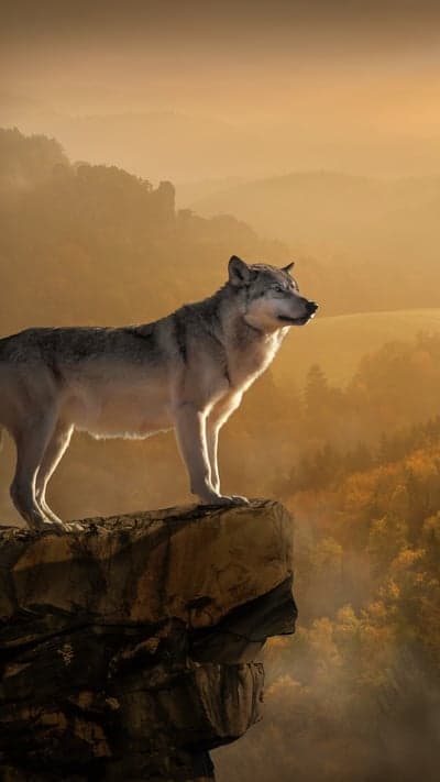 Golden Ridge - A Wolf's Majestic Outlook