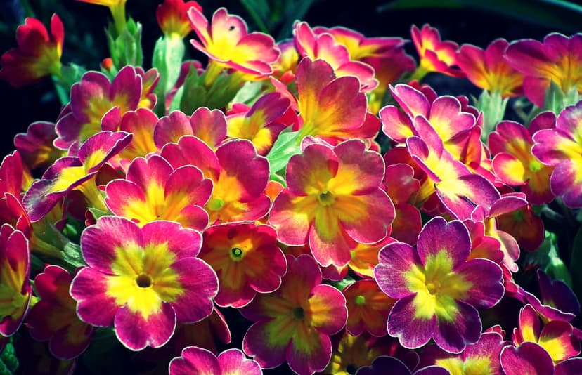 Magenta primrose blossoms with bright yellow centers bloom against a dark, blurred green foliage background.