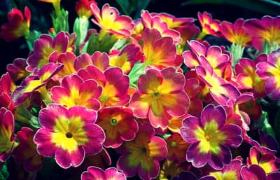 Vibrant Pink and Yellow Primrose Flowers Blooming
