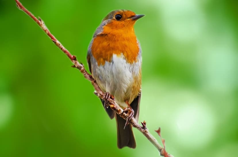 European Robin with an orange breast perches on a twig against a soft, out-of-focus green garden background.