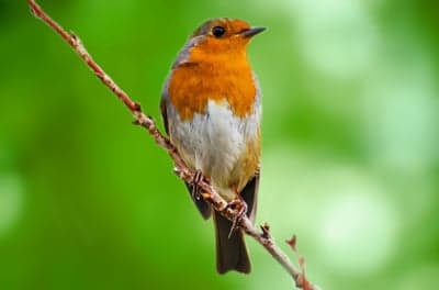 European Robin perched on a branch with blurred green background